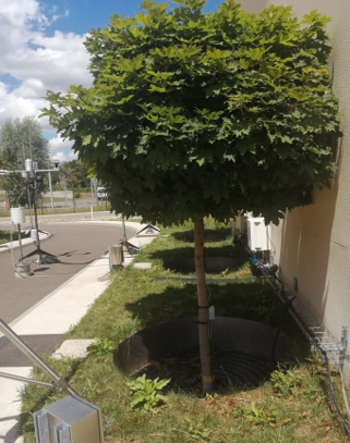 Webinaire OPUR : L'arbre d'alignement comme moyen innovant pour la maîtrise des eaux pluviales en ville Webinaire OPUR : L'arbre d'alignement comme moyen innovant pour la maîtrise des eaux pluviales en ville